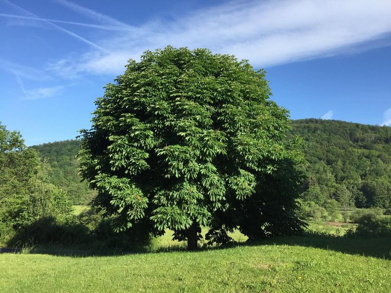 Landhotel Weisses Ross garni - Genel
