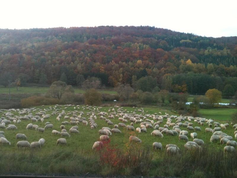 Landhotel Weisses Ross garni - Oda