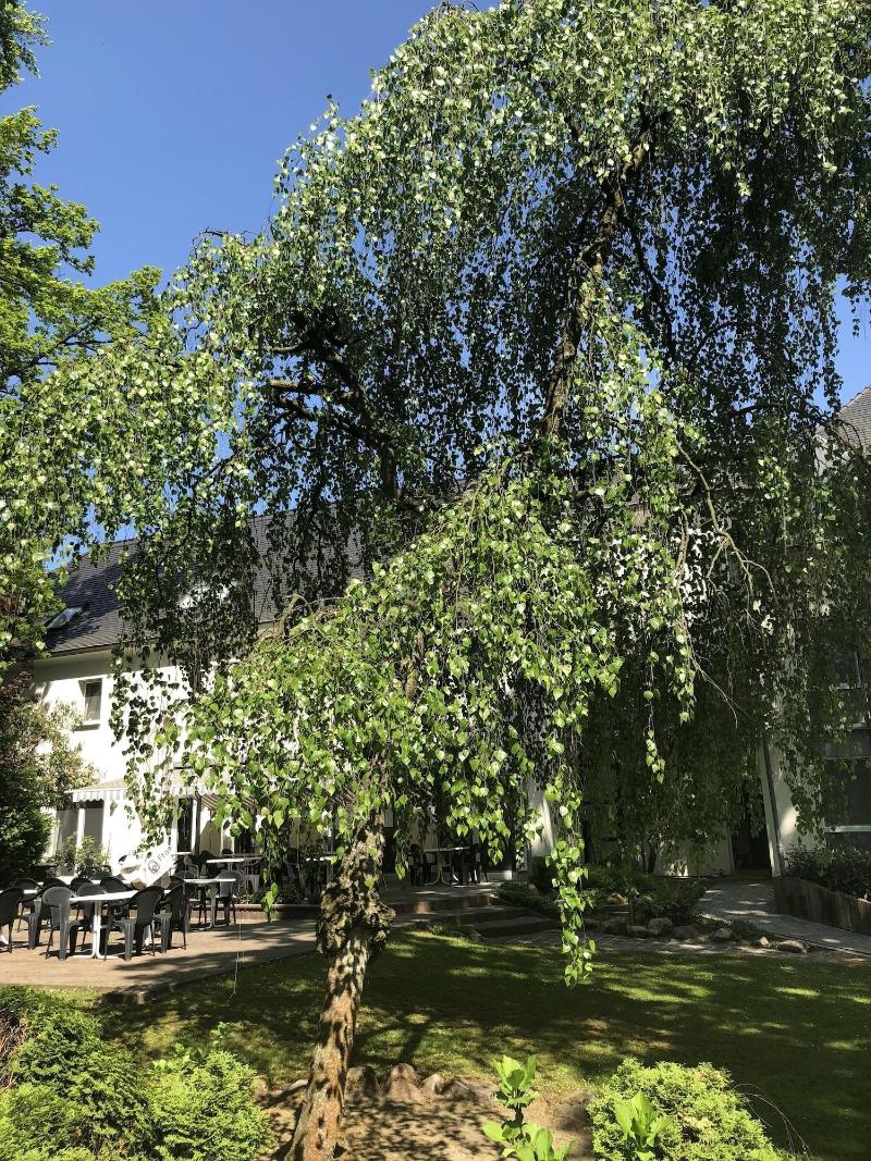 Hotel Luther Birke - Genel