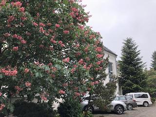 Hotel Luther Birke fotoÄŸrafÄ±