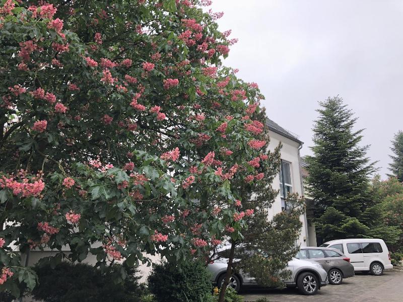 Hotel Luther Birke - Genel