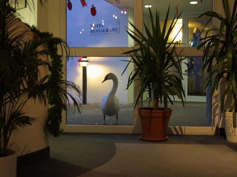 Seehotel Luisenhof - Genel