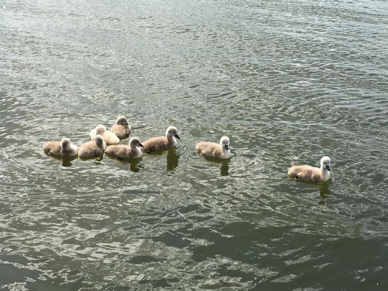Am Müritz-Nationalpark - Genel