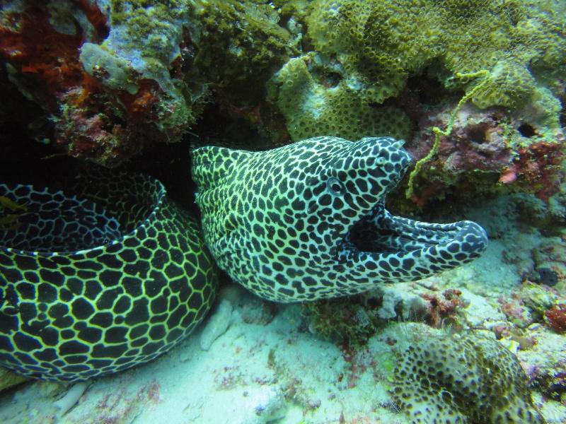 Red Sea Dive Center - Hotel & Dive Center - Aktivite
