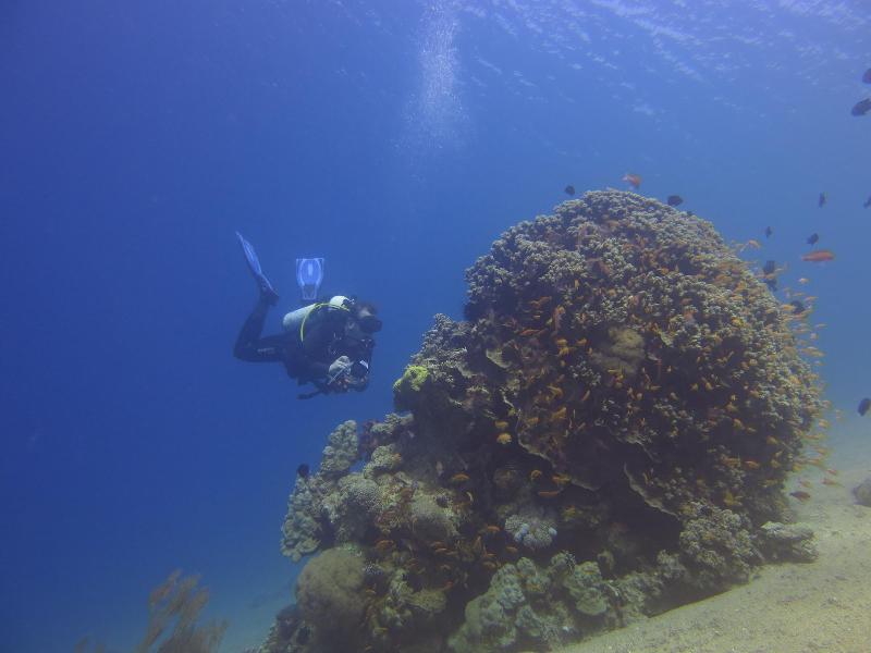 Red Sea Dive Center - Hotel & Dive Center - Aktivite