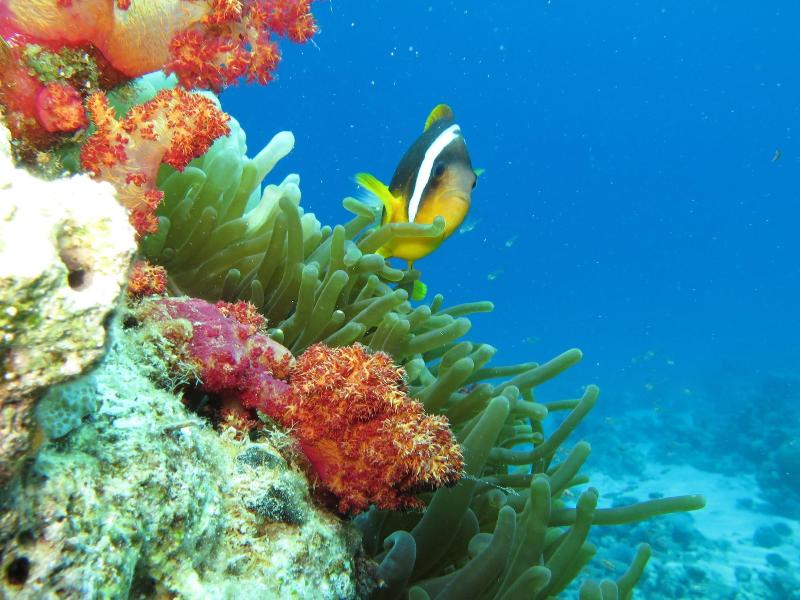 Red Sea Dive Center - Hotel & Dive Center - Aktivite