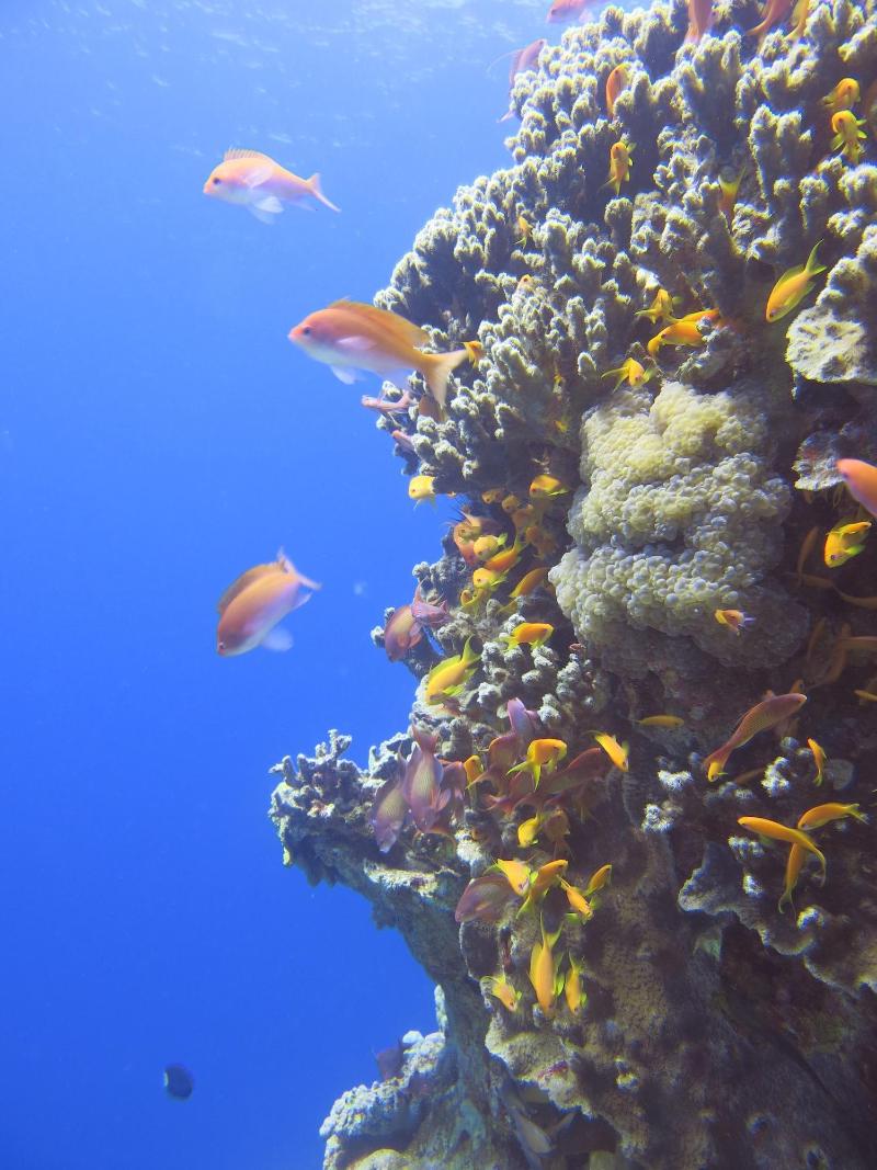 Red Sea Dive Center - Hotel & Dive Center - Aktivite