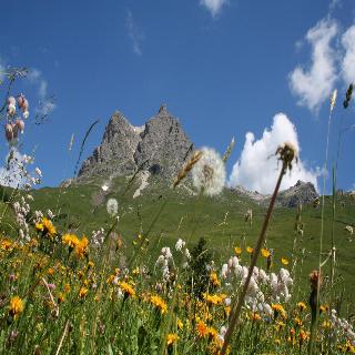 Adler fotoÄŸrafÄ±