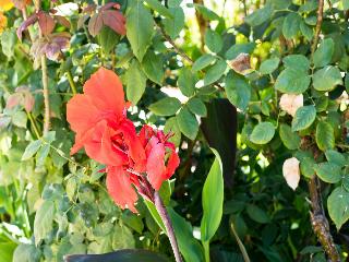 Flor da Laranja fotoÄŸrafÄ±