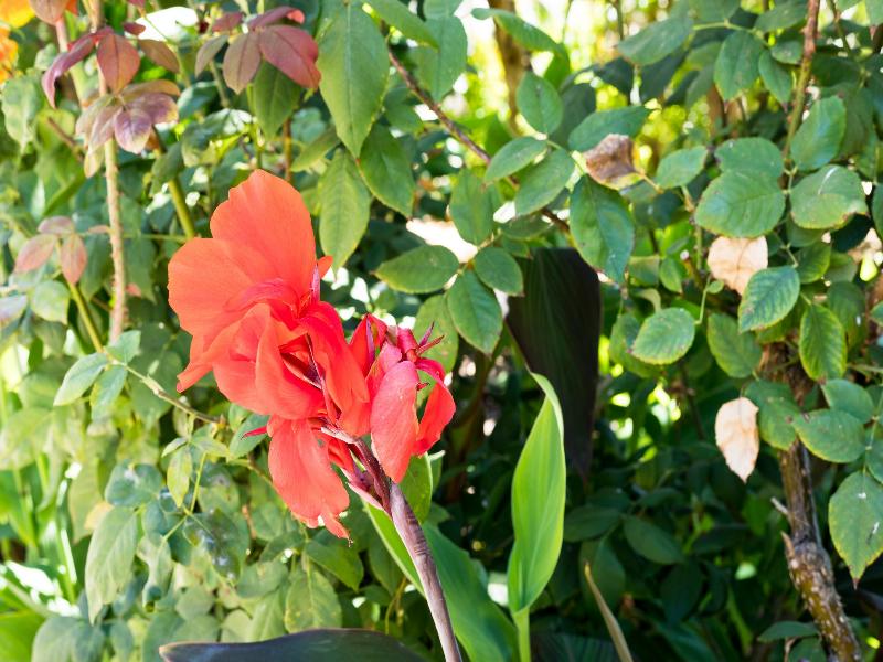Flor da Laranja - Genel