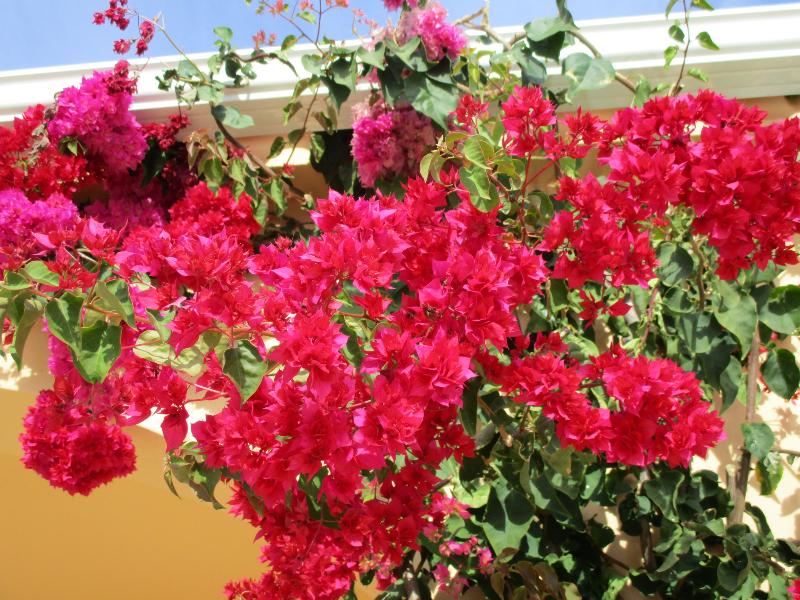 Apartamentos Monte dos Avós, Albufeira - Havuz