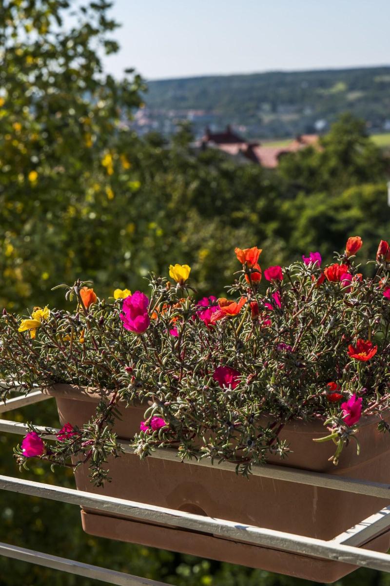 Feng Shui Wellness Apartmanház - Genel