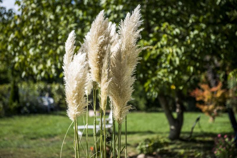 Feng Shui Wellness Apartmanház - Genel