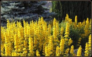 Hegers Waldlust fotoÄŸrafÄ±