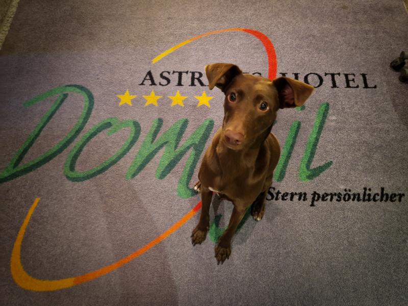 Astralis Hotel Domizil - Lobi