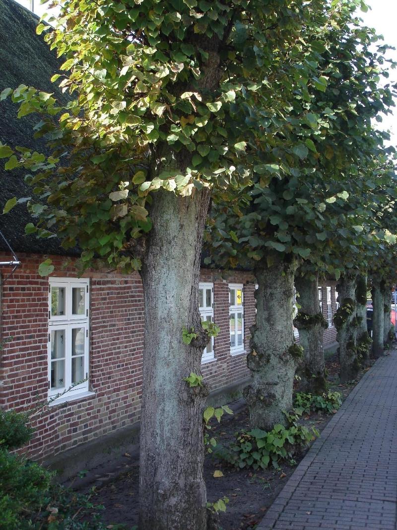 Landhotel Tetens Gasthof - Genel