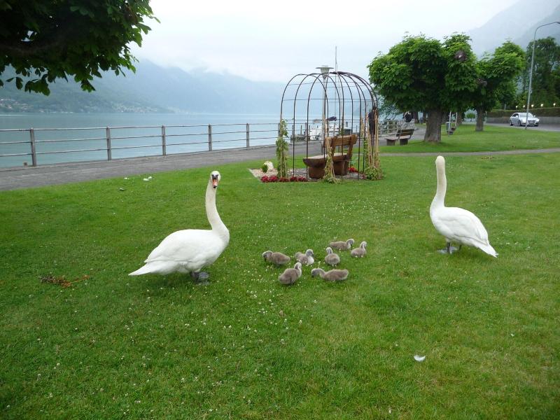 Seiler au Lac - Oda