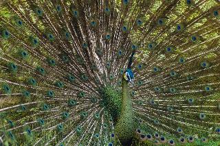 Puri Asri fotoÄŸrafÄ±