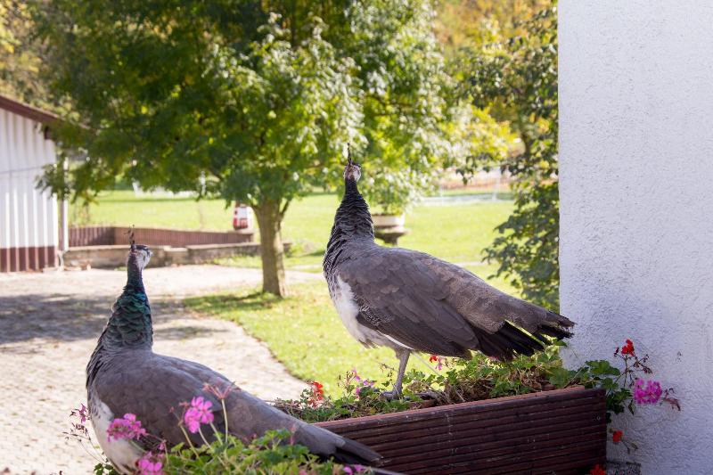 Familotel Villa Waldeck - Genel