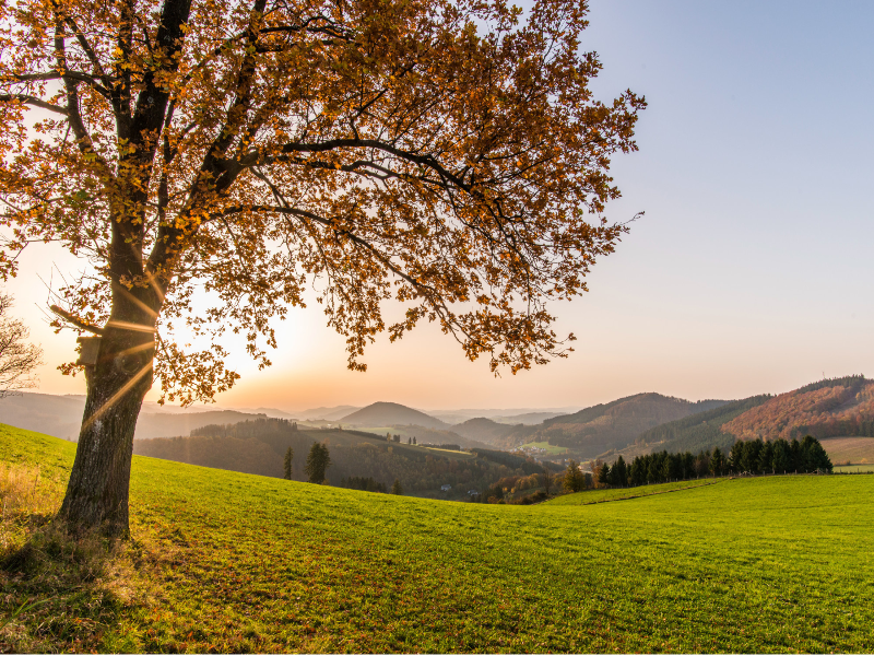 Sauerland Alpin Hotel - Genel