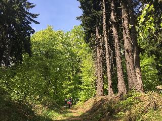 Weißer Hirsch fotoÄŸrafÄ±