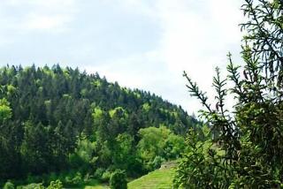 Zum Prinzen fotoÄŸrafÄ±