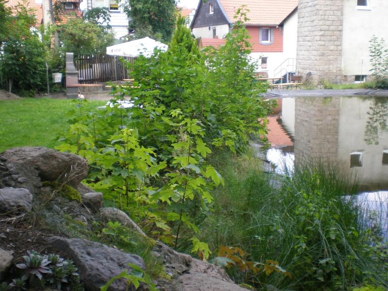 Altstadthotel - Genel