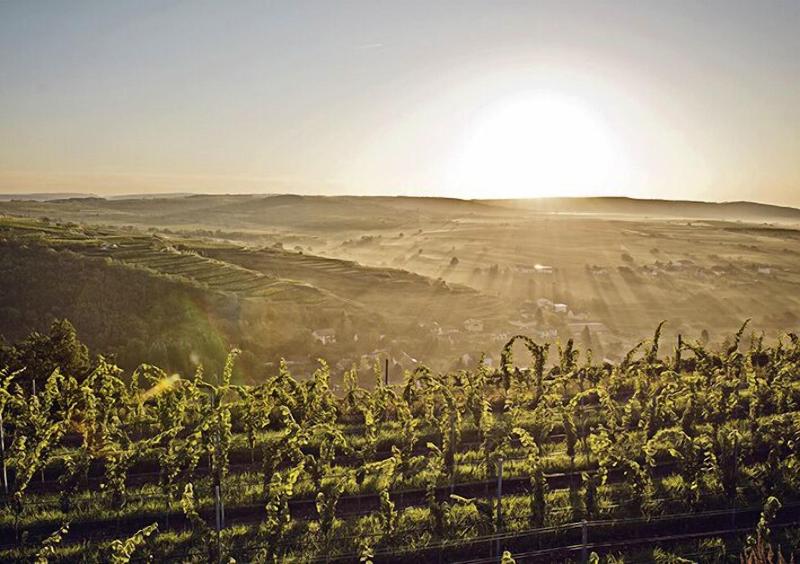 LOISIUM Wine & Spa Resort Langenlois - Aktivite