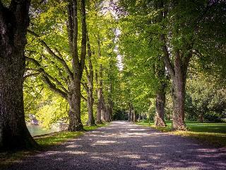 Lindenallee fotoÄŸrafÄ±