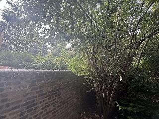 Cavendish fotoÄŸrafÄ±