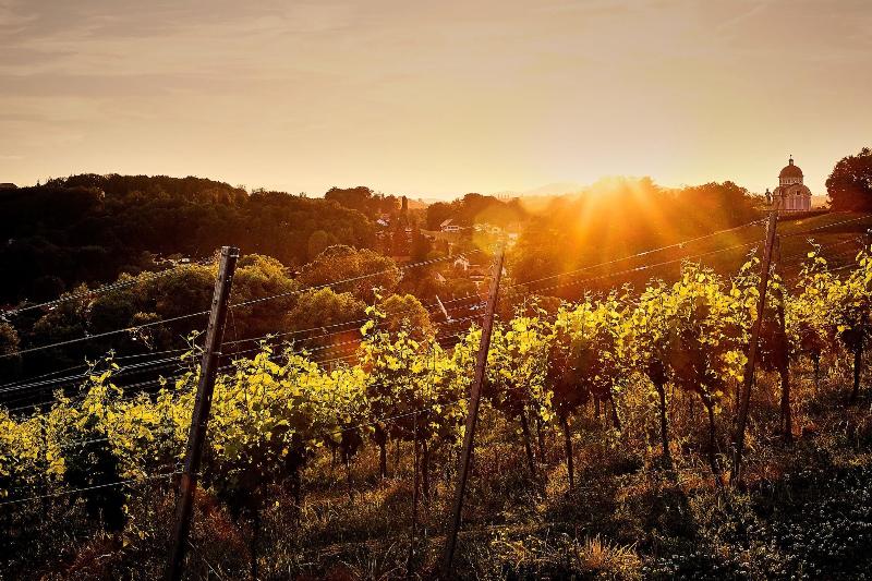 LOISIUM Wine & Spa Resort Südsteiermark - Aktivite