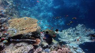 Stingray Beach Inn fotoÄŸrafÄ±