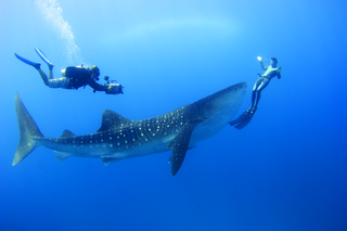 Four Seasons Resort Maldives at Landaa Giraavaru fotoÄŸrafÄ±