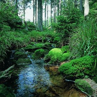 Schwarzwaldhof fotoÄŸrafÄ±