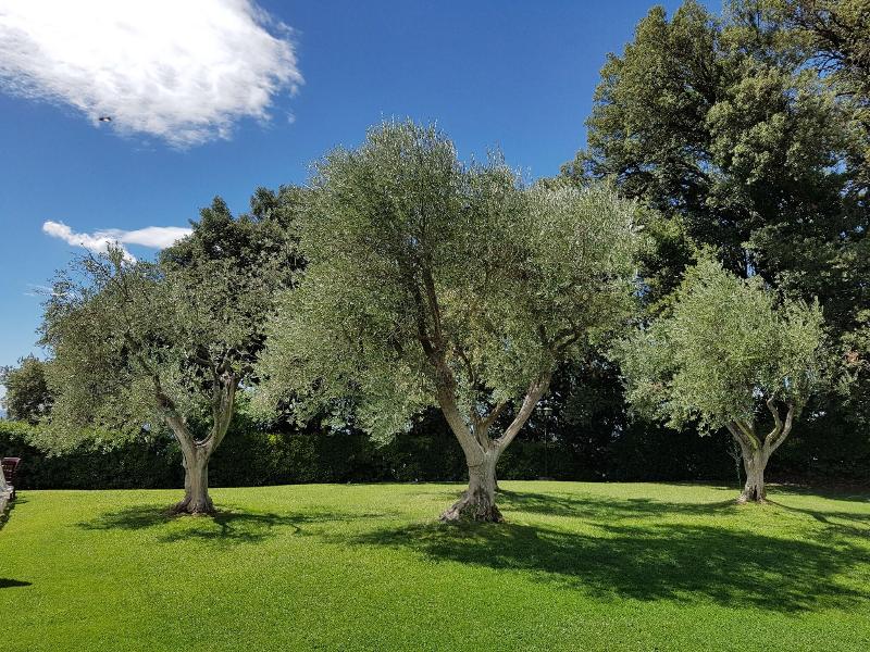 Albergo Villa Nencini - Genel