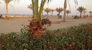 Wadi Lahmy Azur Resort fotoÄŸrafÄ±