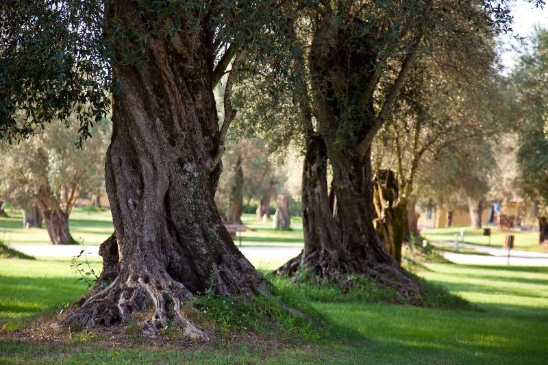 Uliveto Principessa Park - Genel
