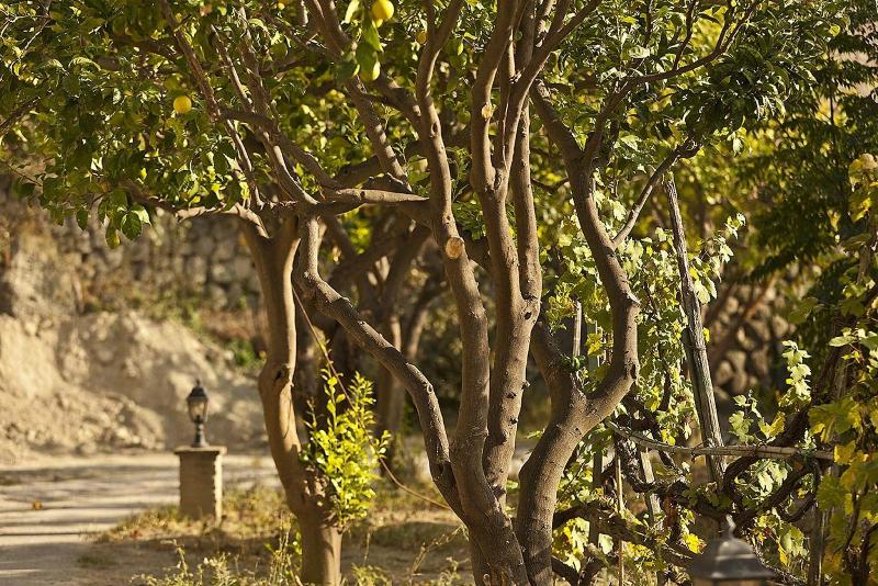 Tenuta Del Poggio Antico - Teras