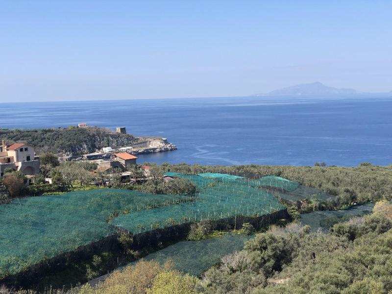 Dania - Genel