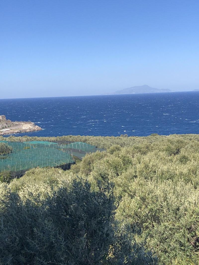 Dania - Genel