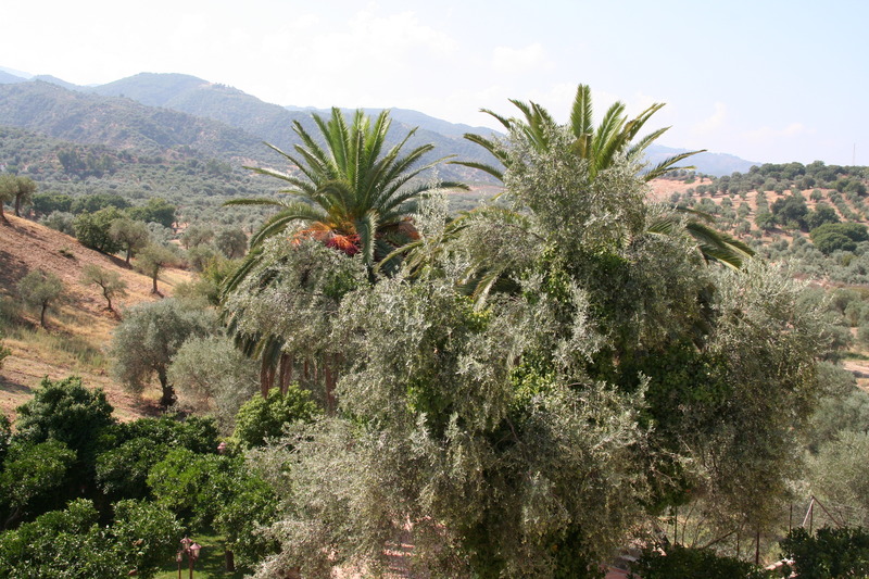 Tenuta Ciminata Greco - Genel