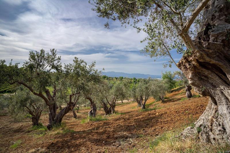 Tenuta Ciminata Greco - Genel
