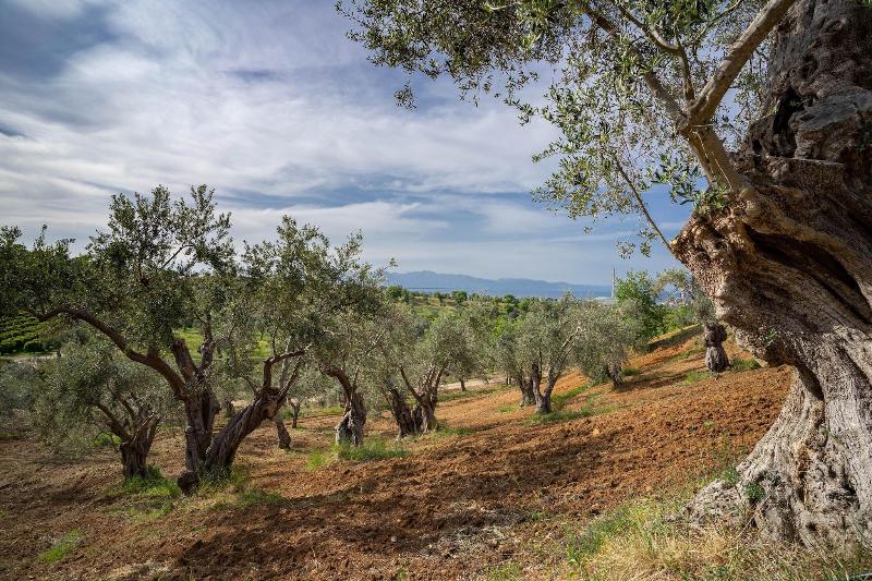 Tenuta Ciminata Greco - Genel