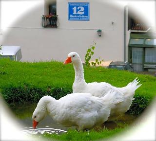 Flackl-Wirt fotoÄŸrafÄ±