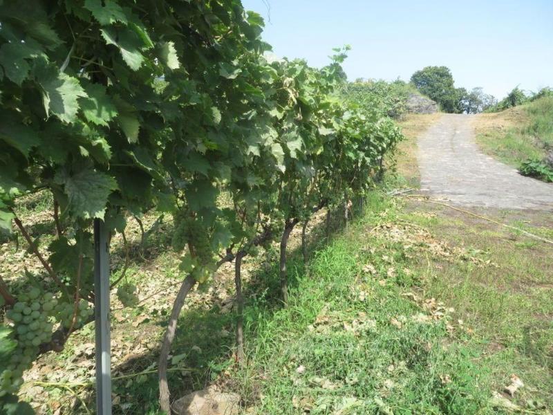 Agriturismo Le Case del Merlo - Genel