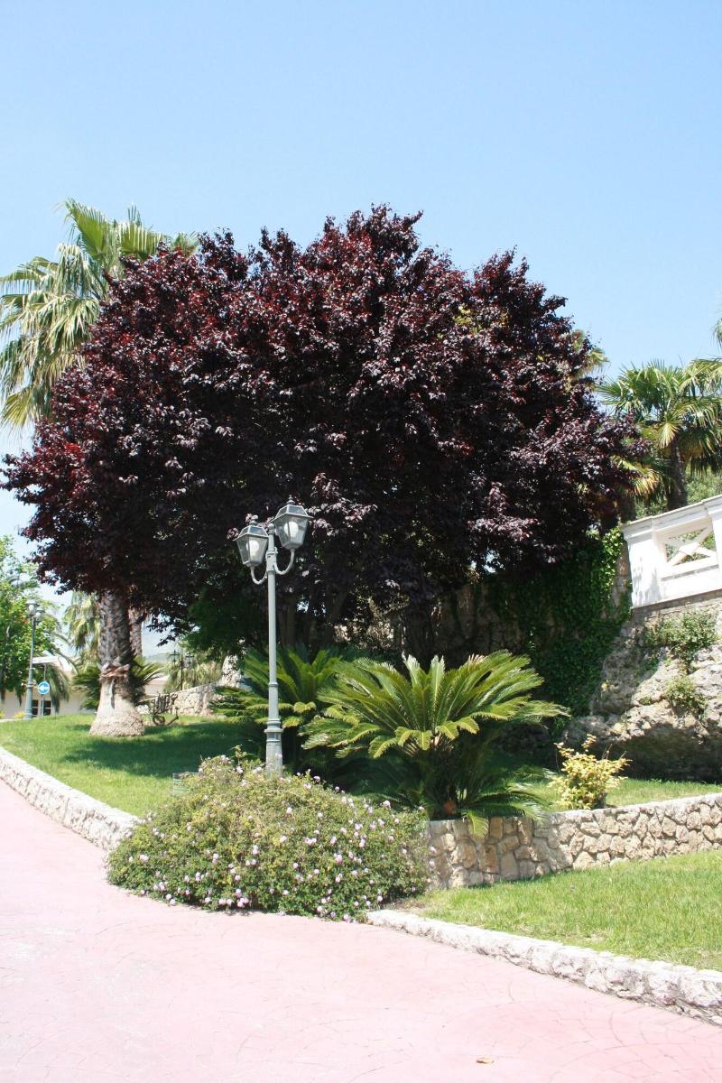 Villa Irlanda Grand - Teras