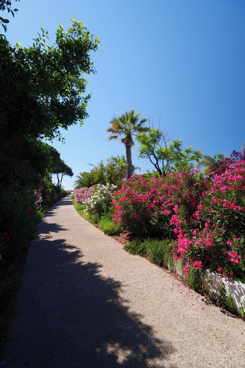 Sant Efis - Genel