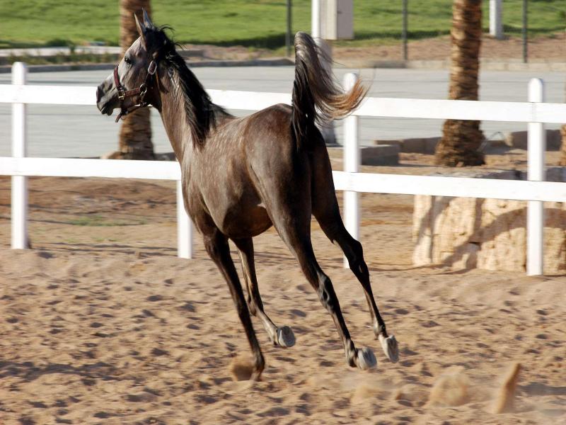Concorde El Salam Sharm El Sheikh - Aktivite