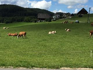 B + B Hotel Titisee Sonnenmatte nahe Badeparadies fotoÄŸrafÄ±