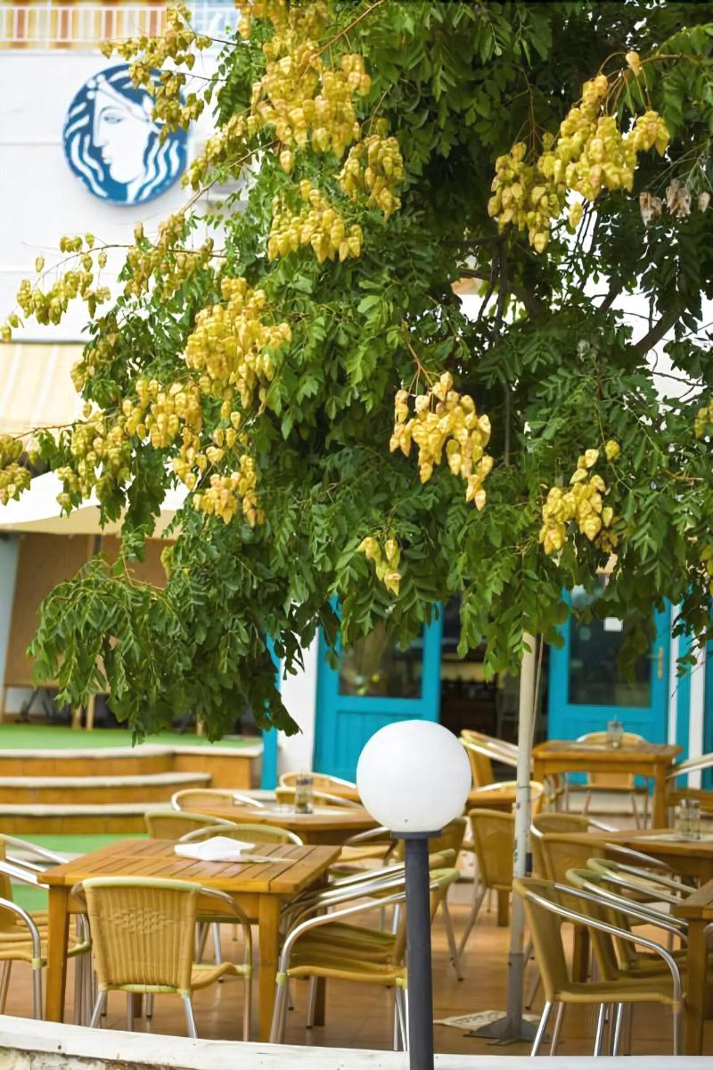Kaliopa - Toplantı